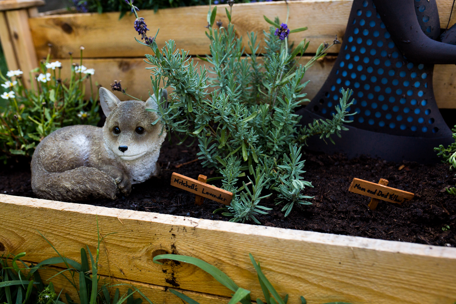 lavender plant in a garden next to a fox
